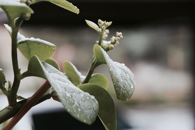 Close-up of wet plant