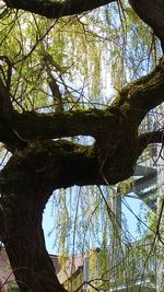 Low angle view of trees in forest against sky