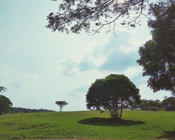 Trees on field against sky