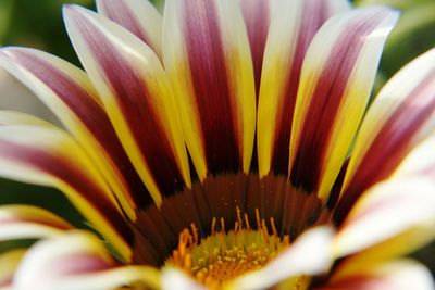 Full frame shot of flower