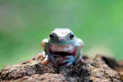 Close-up of frog on wood