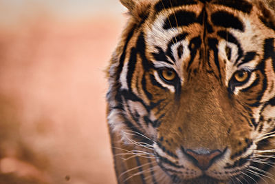 Close-up of tiger