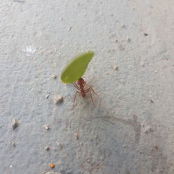 Close-up of insect on wall