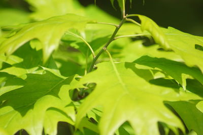 Close-up of green leaves