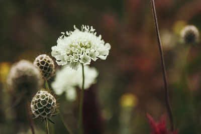 Close-up of white flowering plant