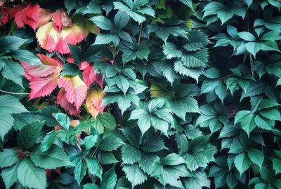 Full frame shot of ivy on plant