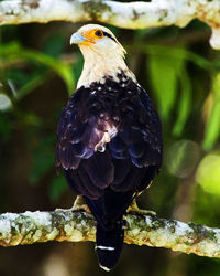 Closeup of a crested caracara perched on branch inside the corcovado national park, costa rica.