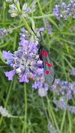 Close-up of butterfly pollinating on flower