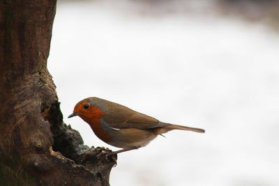 Close-up of bird perching on tree