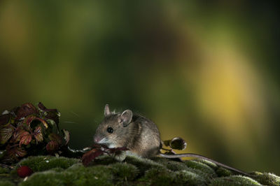 Close-up of squirrel eating plant