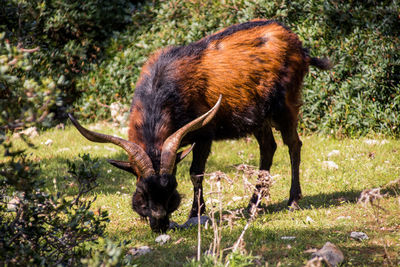 Side view of goat in farm