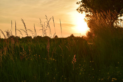 Close-up of crop in field at sunset