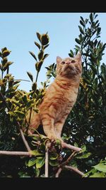 Low angle view of cat sitting on tree against sky