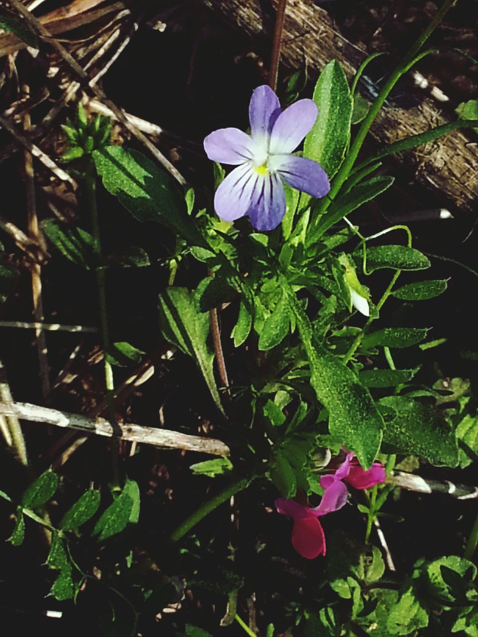 CLOSE-UP OF PURPLE FLOWERS