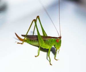 Close-up of insect on leaf