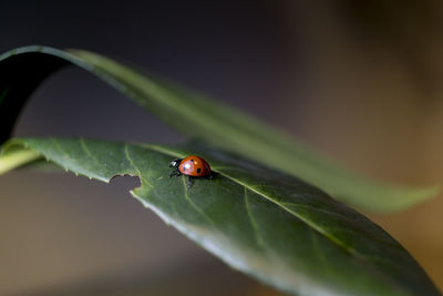 Close-up of ladybug on leaf