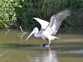 Bird in water