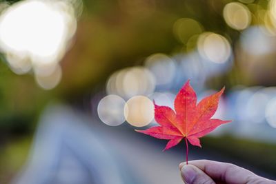 Close-up of hand holding autumn leaf