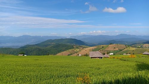 Scenic view of agricultural field against sky