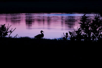 Silhouette birds on lake against sky at night