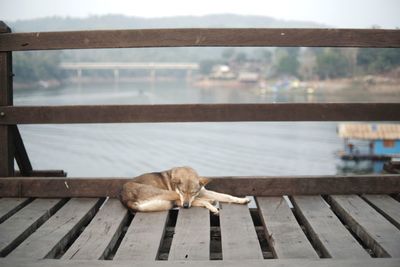 Dog sleeping on pier