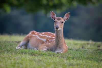 Portrait of deer