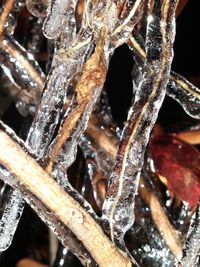 Close-up of tree trunk in forest