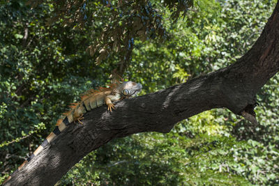 View of a cat resting on tree