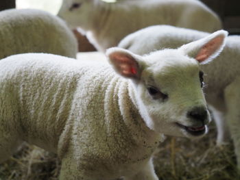 Close-up of lamb