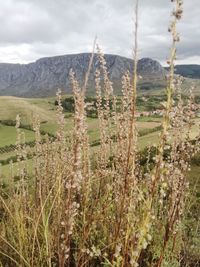 Plants growing on land against sky