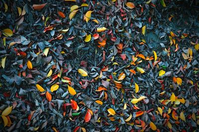 High angle view of fallen leaves on field
