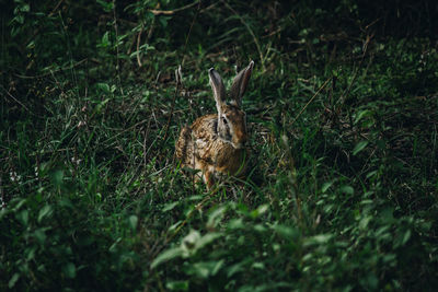 Deer in a field