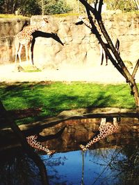 Reflection of trees in water