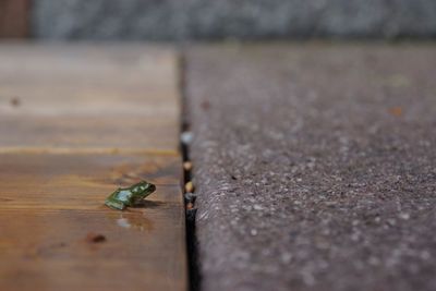 Close-up of insect