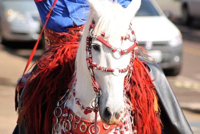 Close-up of horse