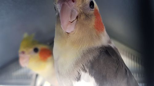 Close-up of two birds