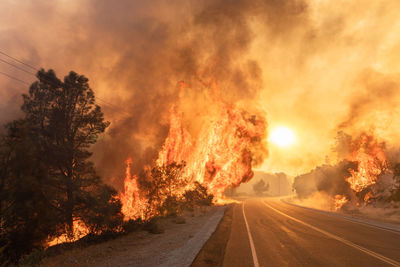 View of fire on road against trees