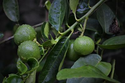 Close-up of fruits on plant