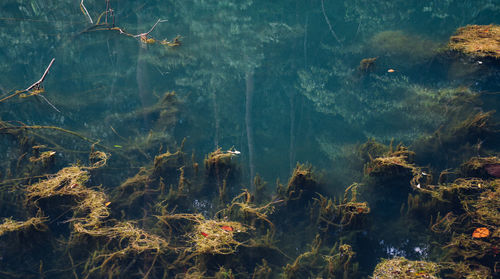 High angle view of fish swimming in sea