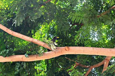 Low angle view of tree