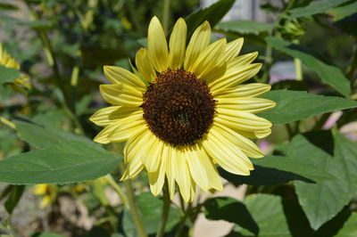 Close-up of sunflower