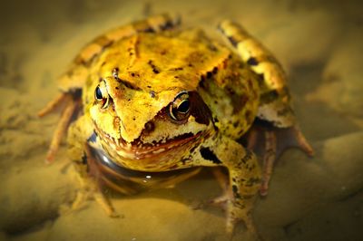 High angle view of lizard on leaf