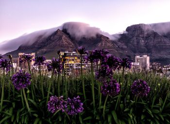 Purple flowers growing on field against table mountains