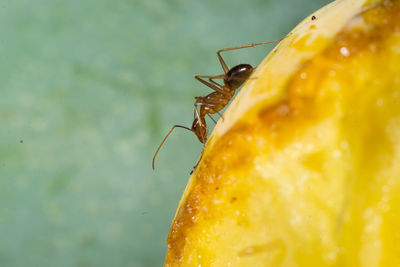 Close-up of insect pollinating on flower