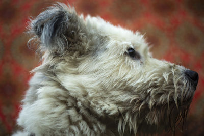 Close-up of dog