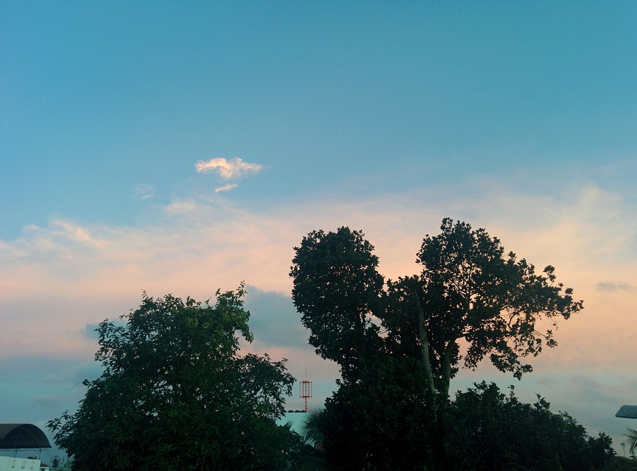 tree, sky, nature, beauty in nature, no people, growth, low angle view, tranquility, outdoors, scenics, sunset, tranquil scene, cloud - sky, day