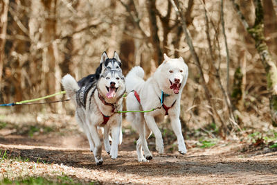 Dogs running on field