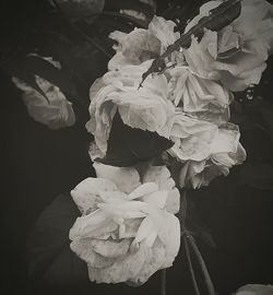 Close-up of rose plant