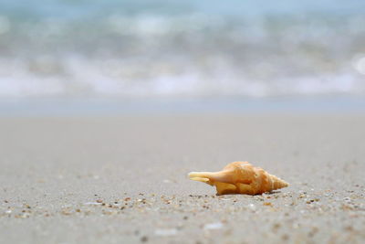 Close-up of shell on beach