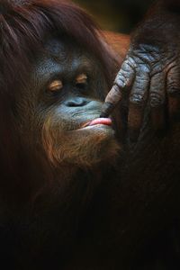 Funny momment  of borneo orangutan